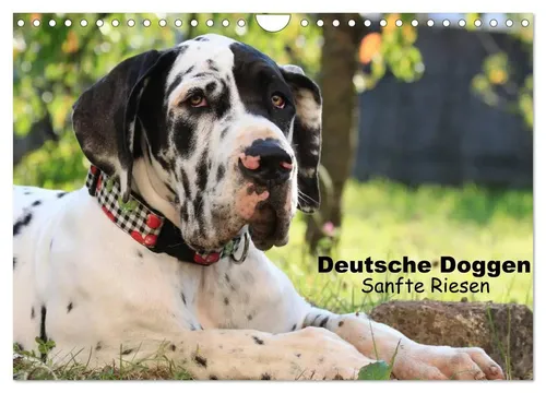 Deutsche Doggen - Sanfte Riesen (Wandkalender 2026) - Monatskalender im DIN A4 Querformat, ideal für Hundefreunde, die die sanften Riesen täglich begleiten möchten. Perfekte Erziehungstipps inklusive!