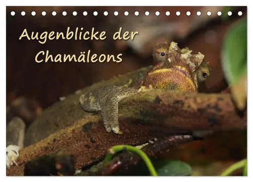 Chawera Chawera | Augenblicke der Chamäleons (Tischkalender 2026 DIN A5...