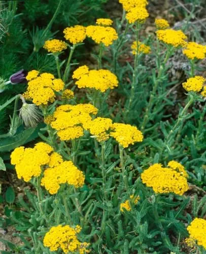 Achillea tomentosa 'Aurea' - Teppich-Schafgarbe in Gelb, 9x9 cm Topf - Die Wollige Schafgarbe 'Aurea' begeistert mit goldgelben Blüten und silbergrauem Laub. Ideal für sonnige Flächen, pflegeleicht und robust, perfekt als Bodendecker oder Kübelpflanze.