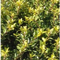 Hochstamm Japanische Stechpalme Ilex Twiggy 80-100cm - Ilex crenata Twiggy