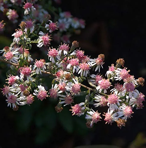Waagerechte Herbst Aster Lady in Black in schwarz von Baumschule