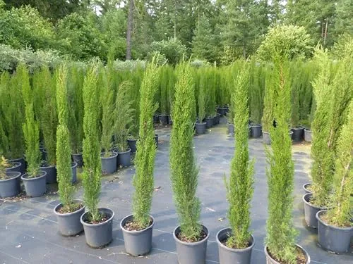 Mittelmeerzypresse 180 cm - Toskana Zypressen - Baumsamen & -pflanzen, winterhart bis -20°C und ideal als Blickfang in Ihrem Garten oder auf der Terrasse.