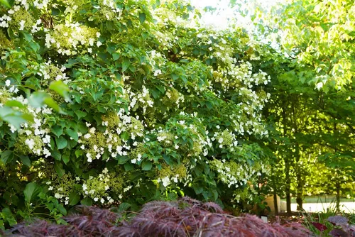 Kletterhortensie Hydrangea petiolaris 100-125 cm - Blumen & Pflanzen, winterhart und schattenverträglich mit üppigen weißen Blüten, ideal für Fassadenbegrünung und zieht Bienen und Schmetterlinge an.