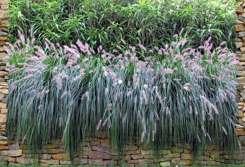 zaunzu Sichtschutzstreifen Graswand 2,5m x 1,8m – Hochwertiger Motivdruck für Doppelstabgitter - Gestalten Sie Ihren Garten mit dem stilvollen Sichtschutzstreifen in Graswand-Optik! Pflegeleicht, wetterfest und UV-beständig – ideal für eine individuelle Atmosphäre und ungestörte Privatsphäre. Einfache Montage für Doppelstabzäune.