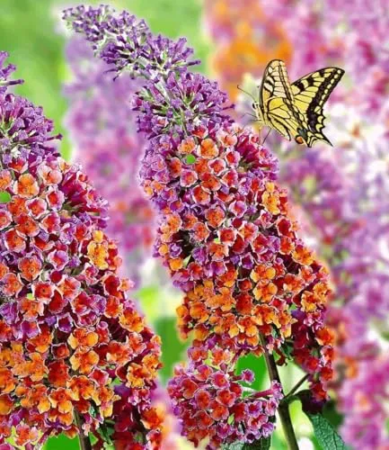 BALDUR Garten Buddleia Sommerflieder Flower Power, 9x9 cm-Topf