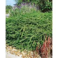 Lonicera nitida Elegant - Immergrüne Heckenkirsche - Bodendecker mit dichtem, formstabilem Wuchs, ideal für Hecken und Beete. Bringt ganzjährig Struktur und zarte Blüten, perfekt für sonnige bis halbschattige Lagen.