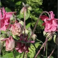 Produktbild Akelei Altrosa - Aquilegia vulgaris