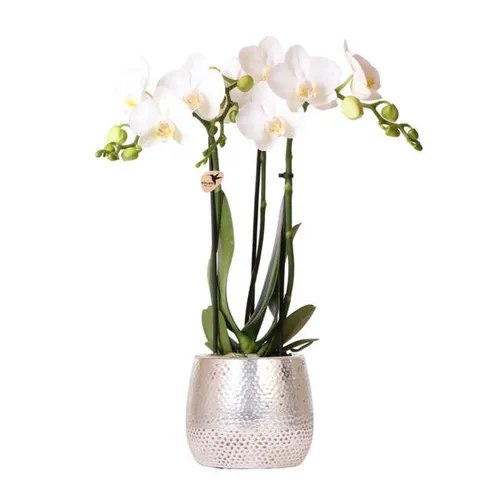 Phalaenopsis Orchidee Weiß Amabilis - Frische Zimmerpflanze in elegantem Elite Gold Ziertopf, ideal für besondere Anlässe wie Geburtstage und als stilvolle Dekoration.
