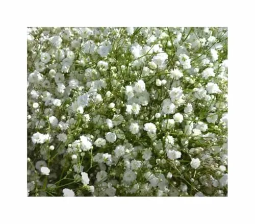 Schleierkraut gefüllt mehrjährig Garten Pflanzen - Samen F-S590 - Seeds & Plants Shop by Ipsa 1 g