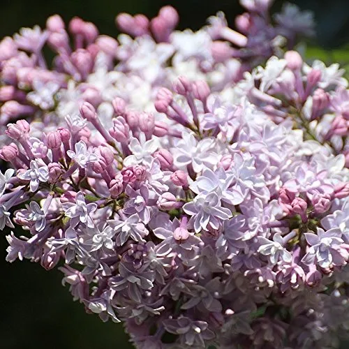 Flieder Beauty of Moscow Syringa vulgaris hellrosa halbgefüllte Blüte ca. 40-60 cm im 3 Liter Topf