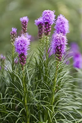 Liatris spicata - Prachtscharte, violett, 9x9 cm Topf - Die Liatris spicata, auch Prachtscharte genannt, begeistert mit ihren kerzenförmigen, purpurvioletten Blüten. Ideal für Beete und Kübel, bringt sie Farbe und Struktur in jeden Garten.