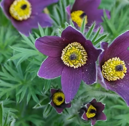 Kuhschelle in blau von Arborix