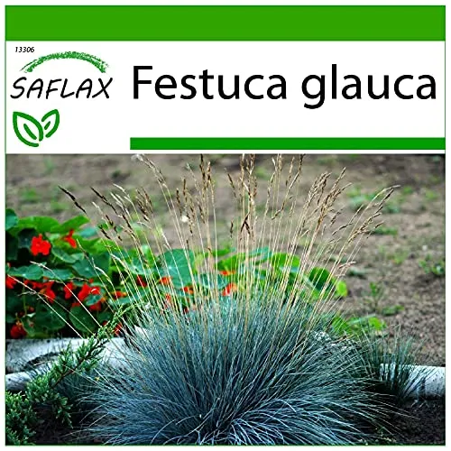 SAFLAX - Gräser-Bambus-Blauschwingel-Gras - 50 Samen - Mit keimfreiem Anzuchtsubstrat - Festuca glauca