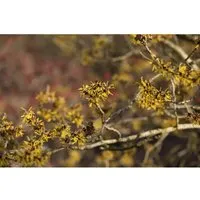 Hamamelis intermedia Westerstede - Hybrid-Zaubernuss - Bäume, Sträucher & Hecken - Wunderschöne gelbe Blüten von Januar bis März, ideal für sonnige bis halbschattige Standorte, wächst aufrecht und ausladend.