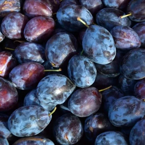 Pflaumenbaum Haganta Obstbaum 80-140 cm, Aromatische Süße Früchte, Winterharter, Wurzelnackte Obstbaume, Pflaume, Prunus domestica, Mehrjährig, Ideal für Garten & Obstwiese