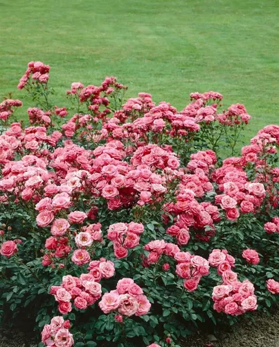 Pflanzen für Dich Rose Rosa Bella Rosa - Zarte Blütenpracht - Wunderschöne Rose Rosa Bella Rosa, ideal für jeden Garten. Bringt Farbe und Eleganz in Ihr Zuhause. Pflegeleicht und robust, perfekt für Gartenliebhaber.