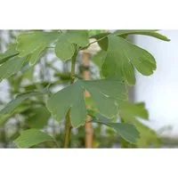 Ginkgo biloba Princeton Sentry