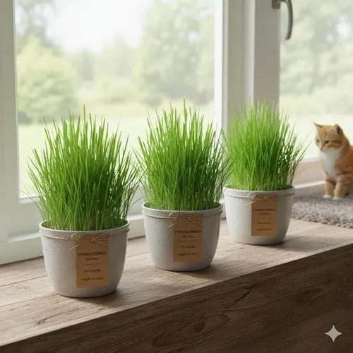 Produktbild Cyperus Zumula Katzengras, 3er Set, Fertig Gewachsen, Zimmerpflanzen, Pflegeleic