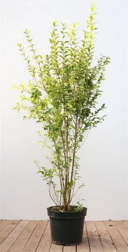 Goldliguster Ligustrum ovalifolium 'Aureum', 1 St. - Der Goldliguster überzeugt mit gelbgrünem, panaschiertem Laub und zarten Blüten. Ideal für Hecken, Formschnitte oder als Solitärpflanze. Pflegeleicht und robust für vielfältige Gartenkonzepte.