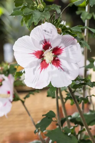 Hibiscus syriacus Helene
