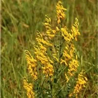Produktbild Deutscher Ginster 30-40cm - Genista germanica