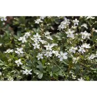 Potentilla Tridentata Nuuk Fingerkraut Immergrün 2 Liter Container