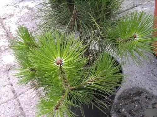 Pinus halepensis von Baumschule