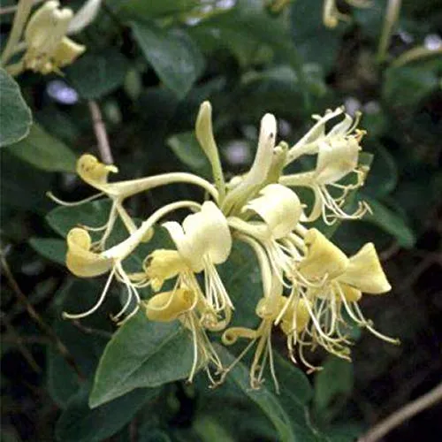 Lonicera Periclymenum - Wald-Geißschlinge 50-60 cm Pflanzcontainer