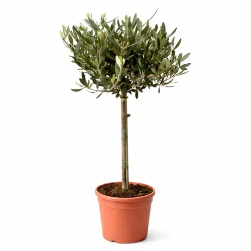 Exotenherz Olivenbaum Olea europea im 19cm Topf - Der Olivenbaum (Olea europea) ist eine dekorative Pflanze für den Außenbereich oder die Terrasse. Mit seiner Höhe von 70-80cm bereichert er jeden Garten. Er benötigt einen hellen Standort und regelmäßige Pflege für optimales Wachstum.