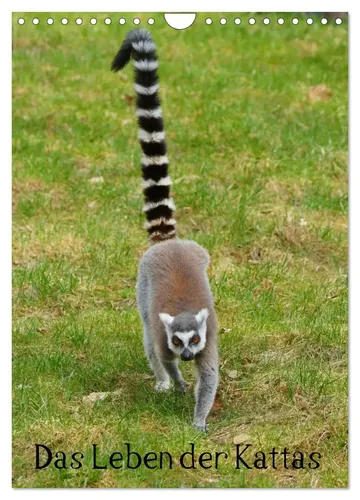 Kattobello Kattobello | Das Leben der Kattas (Wandkalender 2026 DIN A4 hoch)
