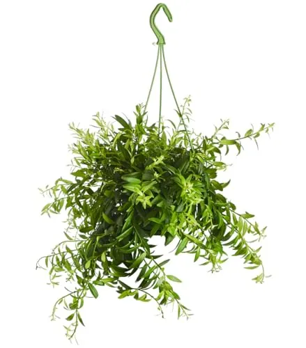 Dehner Schamblume, Aeschynanthus japhrolepis, Ampelpflanze, ca. 30-40 cm, Ø Topf 14 cm, Zimmerpflanze