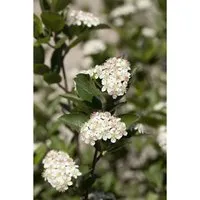 Aronia Melanocarpa Hugin Schwarze Apfelbeere 40–60 Cm Robust