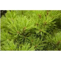 Pinus Densiflora Low Glow