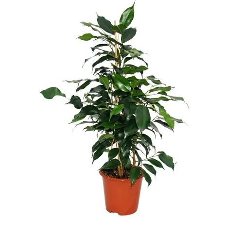 Exotenherz Zimmerpflanze Ficus benjamini