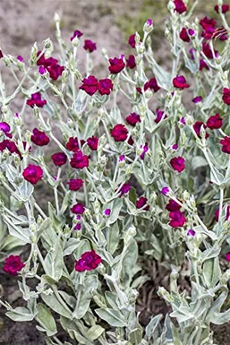 Kronen-Lichtnelke (Lychnis coronaria) – Winterhart und Pflegeleicht für Beet & Steingarten - Die Kronen-Lichtnelke (Lychnis coronaria) ist eine winterharte, mehrjährige Staude mit leuchtend purpurroten Blüten. Ideal für naturnahe Pflanzungen, trockenheitsverträglich und bienenfreundlich.