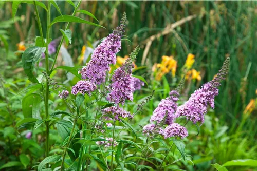 Buddleja davidii Peacock - Schmetterlingsflieder, rot, 1 St. - Wunderschöner Schmetterlingsflieder mit purpurroten Blüten. Ideal für sonnige, windgeschützte Standorte. Wuchsform: aufrecht und buschig. Perfekt zur Begrünung und für Schmetterlinge.