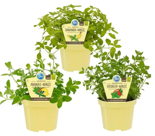 Produktbild Fruchtige Minze-Sorten