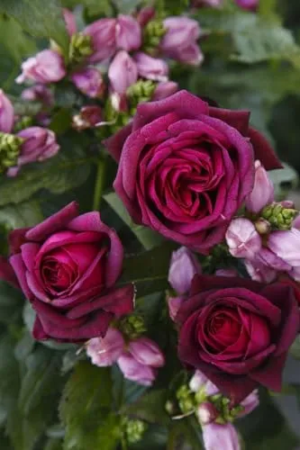 Pflanzen für Dich Rose Rosa Gräfin Diana - Edelrose mit zart rosafarbenen Blüten und betörendem Duft, ideal für Gärten. Pflegeleicht, winterhart und ein Magnet für Schmetterlinge.