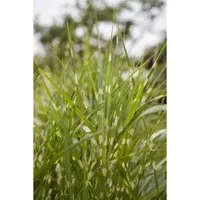 Miscanthus Sinensis Zebrinus Zebragras Ca. 11x11 cm Topf