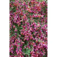 Cytisus Scoparius Besenginster Roter Favorit 30-40 cm
