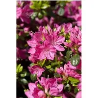 Rhododendron Obtusum Kermesina Azalee Karmesinrot 10–15 cm