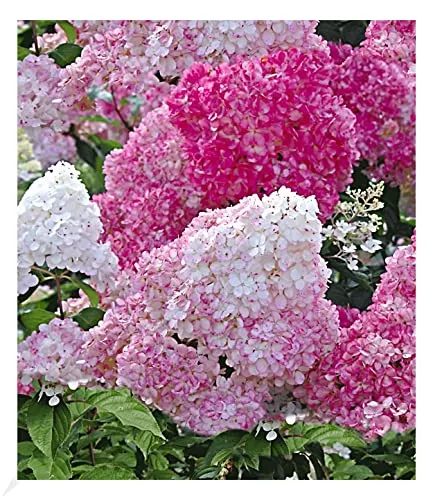 BALDUR Garten Freiland-Hortensien 'Vanille Fraise®', 1 Pflanze, Hydrangea paniculata,Gartenhortensie, unzähligen Blütenrispen, winterhart, blühend, Hydrangea paniculata