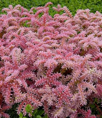 BALDUR-Garten Pflanzen von BALDUR-Garten