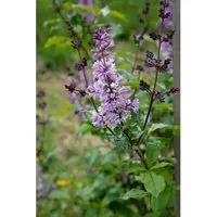 Syringa Josikaea Ungarischer Flieder 125–150 cm – Duftender Zierstrauch - Der Ungarische Flieder begeistert mit duftenden Blütenrispen und eleganter Wuchsform. Ideal für romantische Gärten, als Solitär oder in Kübeln. Robuste, winterharte Pflanze für vielfältige Einsatzmöglichkeiten.