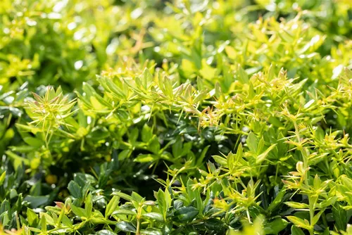 Frikarts Berberitze Berberis frikartii Verrucandi, 1 St. - Ziergehölz mit dichten, glänzenden Blättern und bienenfreundlichen Blüten. Ideal für Hecken oder als Solitärpflanze, pflegeleicht und winterhart.