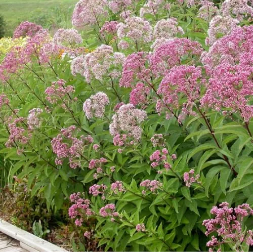 Purpur Wasserdost - Eupatorium Purpureum Topf 9x9cm: Purpurrosa Blüten, Bienenfreund, robust und pflegeleicht. 6 x