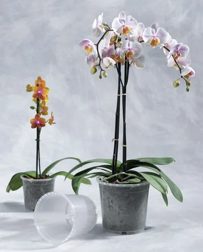 Geli Blumentopf / Pflanztopf Orchideentopf Ø 15 cm transparent