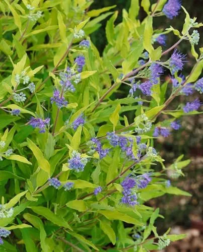 Caryopteris x clandonensis 'Worcester Gold' 30–40 cm – Winterhart, Mehrjährig, Pflegeleicht – Bartblume – Blütenstrauch für Beet & Kübel