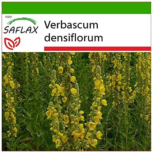 SAFLAX - Heilpflanzen - Großblumige Königskerze - 500 Samen - Mit keimfreiem Anzuchtsubstrat - Verbascum densiflorum