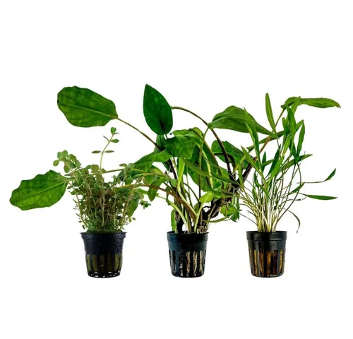 Aquaone Wasserpflanze Pflanzen Set mit 3 Mittelgrund Wasserpflanzen Nr.230